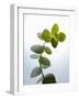 Sprig of Eucalyptus-null-Framed Photographic Print