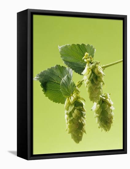 Sprig of Hops-Ludger Rose-Framed Stretched Canvas