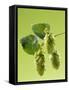 Sprig of Hops-Ludger Rose-Framed Stretched Canvas