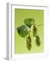 Sprig of Hops-Ludger Rose-Framed Premium Photographic Print