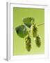 Sprig of Hops-Ludger Rose-Framed Photographic Print