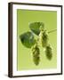 Sprig of Hops-Ludger Rose-Framed Photographic Print