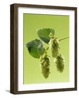 Sprig of Hops-Ludger Rose-Framed Photographic Print