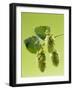 Sprig of Hops-Ludger Rose-Framed Photographic Print