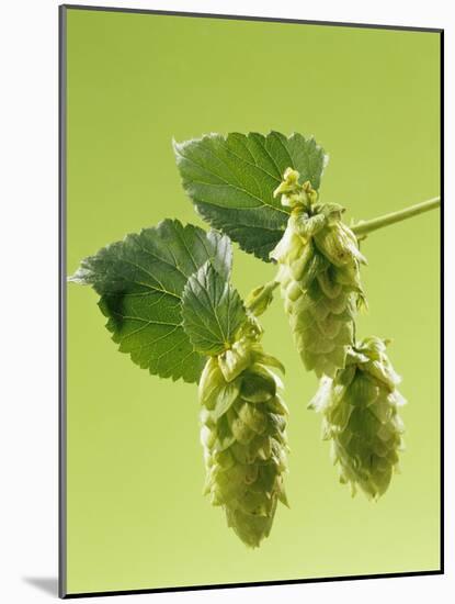 Sprig of Hops-Ludger Rose-Mounted Photographic Print