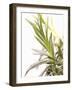 Sprig of Lavender-Chris Schäfer-Framed Photographic Print