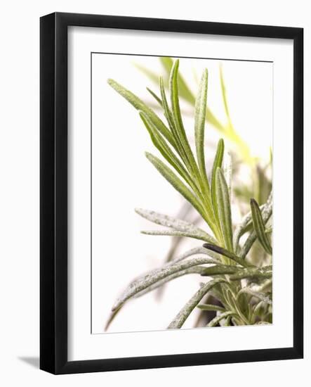 Sprig of Lavender-Chris Schäfer-Framed Photographic Print