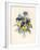 Sprig of Pansies-Madame Benoit-Framed Giclee Print