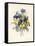 Sprig of Pansies-Madame Benoit-Framed Stretched Canvas