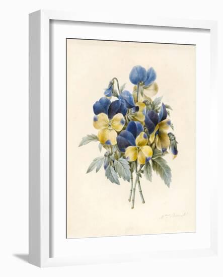 Sprig of Pansies-Madame Benoit-Framed Giclee Print