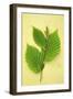 Sprig of Spring Fresh Green Leaves of Hornbeam or Carpinus Betulus Tree on Antique Paper-Den Reader-Framed Photographic Print