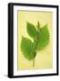 Sprig of Spring Fresh Green Leaves of Hornbeam or Carpinus Betulus Tree on Antique Paper-Den Reader-Framed Photographic Print