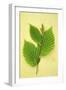 Sprig of Spring Fresh Green Leaves of Hornbeam or Carpinus Betulus Tree on Antique Paper-Den Reader-Framed Photographic Print