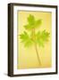 Sprig of Spring Fresh Lime Green Leaves of Bleeding Heart or Dicentra Gold Heart Lying-Den Reader-Framed Photographic Print