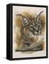 Sprightly-Barbara Keith-Framed Stretched Canvas