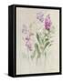 Sprigs of June II-Danhui Nai-Framed Stretched Canvas