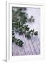 Sprigs of Thyme-Maxine Adcock-Framed Photographic Print