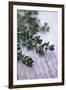 Sprigs of Thyme-Maxine Adcock-Framed Photographic Print