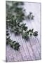 Sprigs of Thyme-Maxine Adcock-Mounted Photographic Print