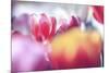 Spring Abstract Iv-Incredi-Mounted Giclee Print