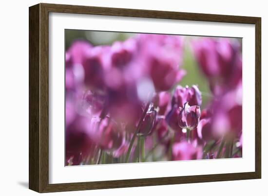 Spring Abstract Vi-Incredi-Framed Giclee Print