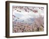 Spring Almond Blossom, Andalucia, Spain, Europe-Giles Bracher-Framed Photographic Print