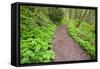 Spring Along Trail, Columbia River Gorge National Scenic Area, Oregon-Craig Tuttle-Framed Stretched Canvas