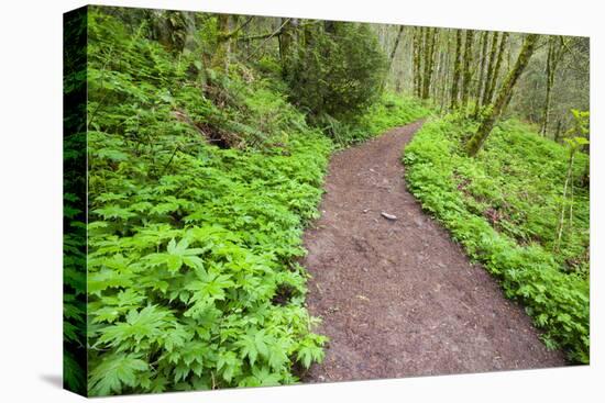 Spring Along Trail, Columbia River Gorge National Scenic Area, Oregon-Craig Tuttle-Stretched Canvas
