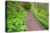 Spring Along Trail, Columbia River Gorge National Scenic Area, Oregon-Craig Tuttle-Stretched Canvas