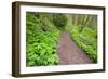 Spring Along Trail, Columbia River Gorge National Scenic Area, Oregon-Craig Tuttle-Framed Photographic Print