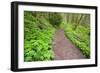 Spring Along Trail, Columbia River Gorge National Scenic Area, Oregon-Craig Tuttle-Framed Photographic Print