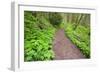 Spring Along Trail, Columbia River Gorge National Scenic Area, Oregon-Craig Tuttle-Framed Photographic Print