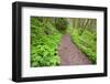 Spring Along Trail, Columbia River Gorge National Scenic Area, Oregon-Craig Tuttle-Framed Photographic Print