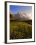 Spring Alpine Flower Meadow and Mountains, Grindelwald, Bern, Switzerland, Europe-Richardson Peter-Framed Photographic Print