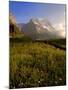 Spring Alpine Flower Meadow and Mountains, Grindelwald, Bern, Switzerland, Europe-Richardson Peter-Mounted Photographic Print
