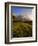 Spring Alpine Flower Meadow and Mountains, Grindelwald, Bern, Switzerland, Europe-Richardson Peter-Framed Photographic Print