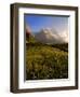 Spring Alpine Flower Meadow and Mountains, Grindelwald, Bern, Switzerland, Europe-Richardson Peter-Framed Photographic Print