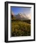 Spring Alpine Flower Meadow and Mountains, Grindelwald, Bern, Switzerland, Europe-Richardson Peter-Framed Photographic Print