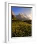 Spring Alpine Flower Meadow and Mountains, Grindelwald, Bern, Switzerland, Europe-Richardson Peter-Framed Photographic Print