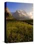 Spring Alpine Flower Meadow and Mountains, Grindelwald, Bern, Switzerland, Europe-Richardson Peter-Stretched Canvas