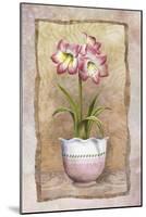 Spring Amaryllis-Abby White-Mounted Art Print