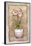 Spring Amaryllis-Abby White-Framed Stretched Canvas