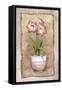 Spring Amaryllis-Abby White-Framed Stretched Canvas