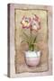 Spring Amaryllis-Abby White-Stretched Canvas