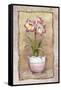 Spring Amaryllis-Abby White-Framed Stretched Canvas