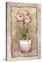 Spring Amaryllis-Abby White-Stretched Canvas