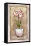 Spring Amaryllis-Abby White-Framed Stretched Canvas