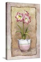 Spring Amaryllis-Abby White-Stretched Canvas