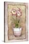 Spring Amaryllis-Abby White-Stretched Canvas