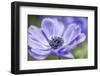 Spring Anemone II-Dianne Poinski-Framed Photographic Print